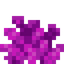 Bubble Coral