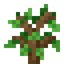 Oak Sapling