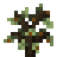 Red Delicious Apple Sapling