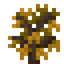 Yellow Maple Sapling