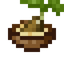 Seed Soup