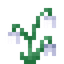 Snowdrops