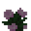 Peony