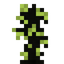 Zebrano Sapling
