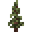 Pine Sapling