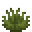Sedge Grass
