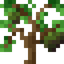 Avocado Sapling