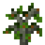 Key Lime Sapling
