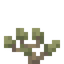 Saxaul Sapling