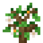 Flowering Oak Sapling