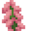 Snapdragon