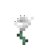 White Flower