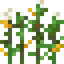 Wild Corn