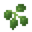 Candleberry