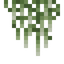 Spanish Moss