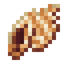 Sea Conch
