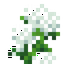 Tall Eriophorum