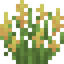 Yellow Lupine