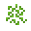 Clover Patch