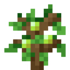 Pear Sapling