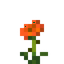 California Poppy