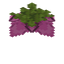 Spore Blossom