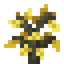 Golden Oak Sapling