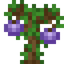 Fig Sapling