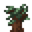 Sequoia Sapling