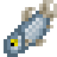 Atlantic Herring