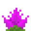 Saguaro Cactus Flower