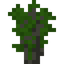 Cinnamon Sapling