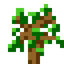 Alpha Sapling