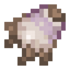 Desert Turnip