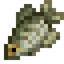 White Crappie