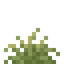 Sandy Shrub