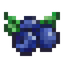 Blueberry