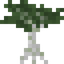 Cypress Sapling