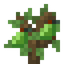 Pawpaw Sapling