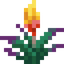 Torchflower