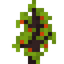 Apricot Sapling