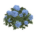 Blue Hydrangea