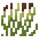 Buffel Grass