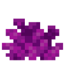 Bubble Coral