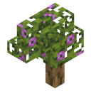 Azalea sapling