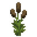 Cattail
