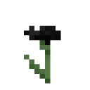Black Cornflower