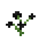 Black Orchid