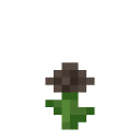 Brown Dandelion
