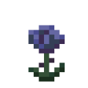 Blue Rose